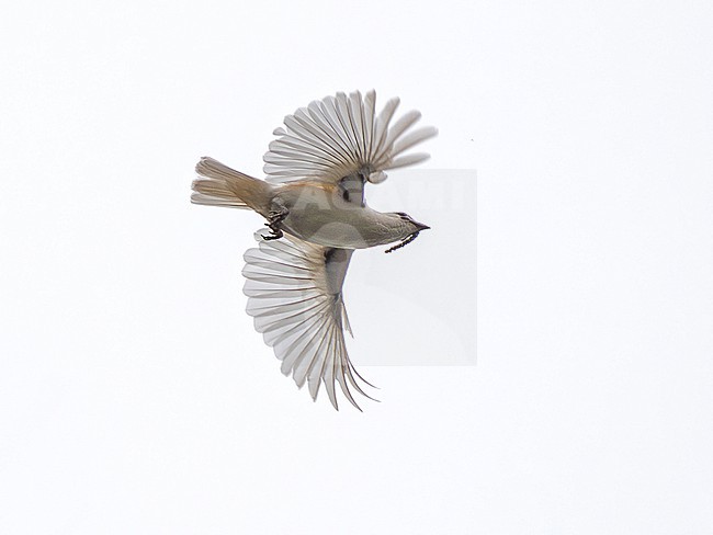 White Bellbird (Procnias albus wallacei) male in flight over the canopy of Amazonian rainforest in Brazil stock-image by Agami/Andy & Gill Swash ,