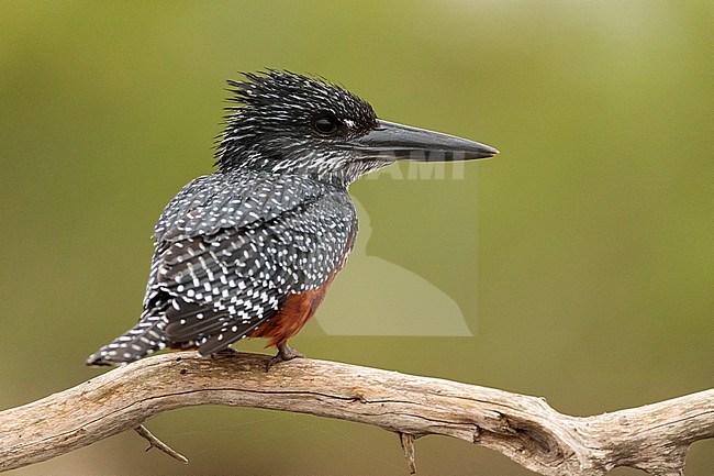 Giant Kingfisher (Megaceryle maxima) perched on a horizontal branch in South Africa. Looking right. stock-image by Agami/Bence Mate,