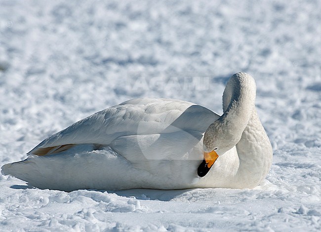 Whooper Swan, Cygnus cygnus in the snow at Hokkaido (Japan) stock-image by Agami/Roy de Haas,