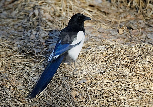Ekster, Eurasian Magpie, Pica pica stock-image by Agami/Markus Varesvuo,