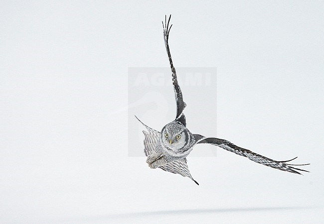 Hawk Owl (Surnia ulula) Kuusamo Finland February 2016 stock-image by Agami/Markus Varesvuo,