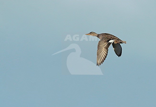 Gadwall (Mareca strepera), first winter female in flight, seen from the side, showing upperwing. stock-image by Agami/Fred Visscher,