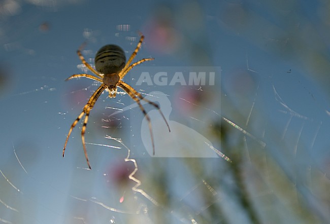 Wespspin op web, Wasp spider in web stock-image by Agami/Rob de Jong,