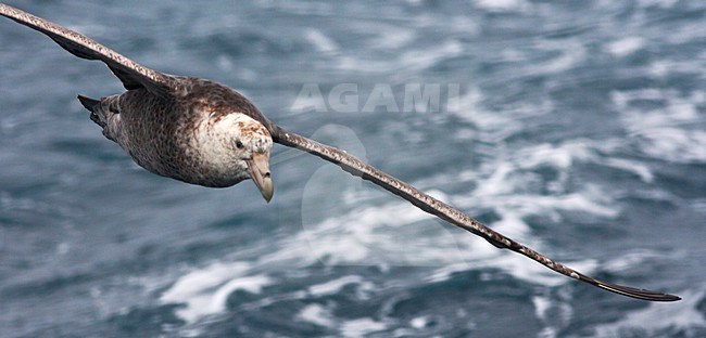 Zuidelijke Reuzenstormvogel vliegend; Southern Giant Petrel flying stock-image by Agami/Marc Guyt,