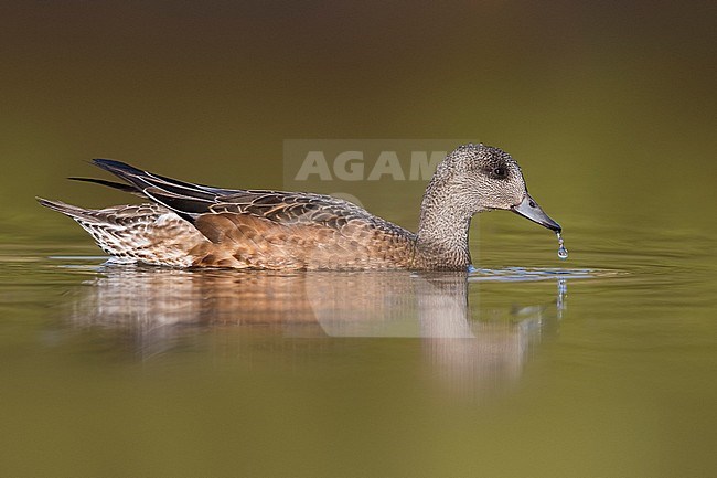 American Wigeon; Anas americana; Mareca americana stock-image by Agami/Daniele Occhiato,
