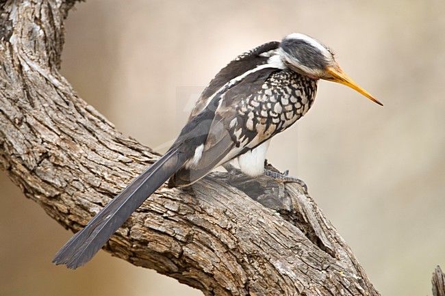 Zuidelijke Geelsnaveltok, Southern Yellow-Billed Hornbill, Tockus leucomelas, Geelsnaveltok stock-image by Agami/Marc Guyt,