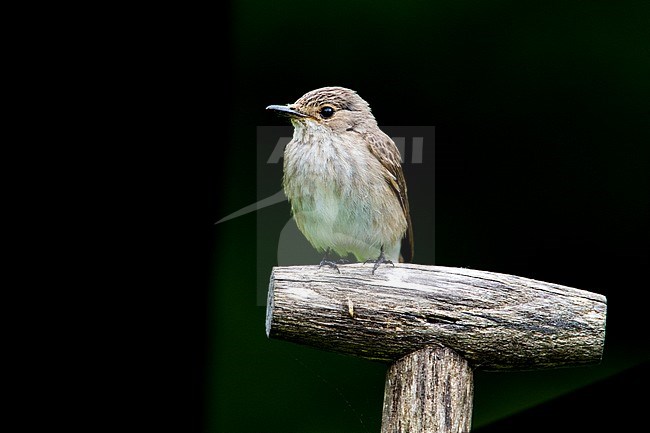 Spotted Flycatcher, Muscicapa striata stock-image by Agami/Wil Leurs,
