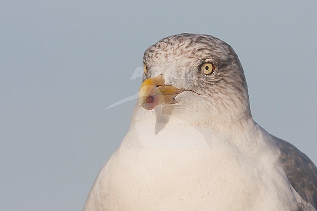 Herring Gull - Silbermöwe - Larus argentatus, Germany, adult stock-image by Agami/Ralph Martin,