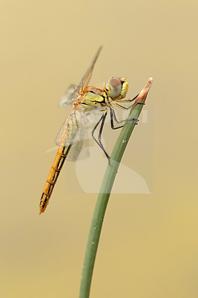 Jonge Zwervende heidelibel; Juvenile Red-veined darter; stock-image by Agami/Walter Soestbergen,