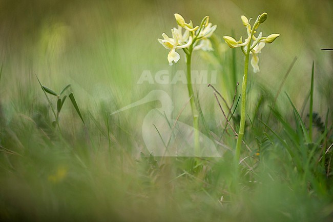 Provence Orchid, Orchis provincialis stock-image by Agami/Wil Leurs,