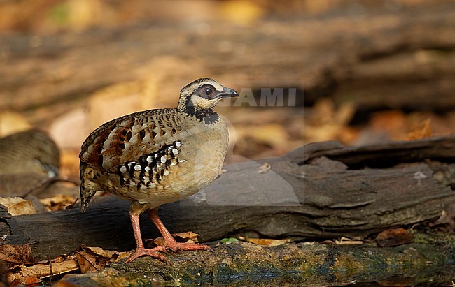 Bar-backed Partridge (Arborophila brunneopectus) at water hole in Kaeng Krachan Nationalpark, Thailand stock-image by Agami/Helge Sorensen,