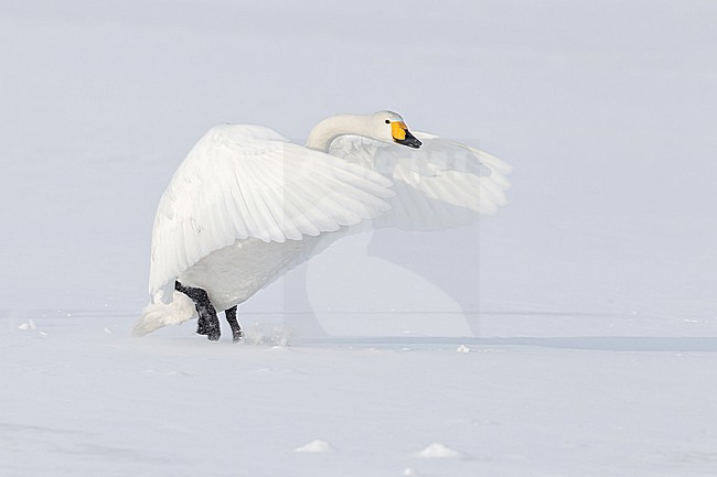 Whooper Swan (Cygnus cygnus) in winter surronding. stock-image by Agami/Marcel Burkhardt,