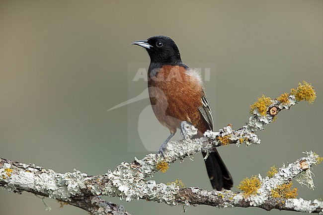Adult male Orchard Oriole (Icterus spurius) in Galveston Co., Texas, United States. Perched on a branch against brown background. stock-image by Agami/Brian E Small,