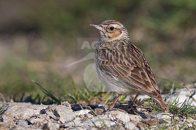 Woodlark (Lullula arborea ssp. pallida) perched on the ground stock-image by Agami/Daniele Occhiato,