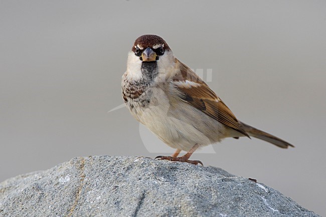 Mannetje Italiaanse Mus; Male Italian Sparrow stock-image by Agami/Daniele Occhiato,