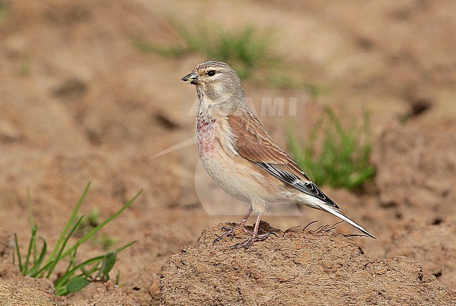 Common Linnet (Carduelis cannabina), standing male, seen from the side. stock-image by Agami/Fred Visscher,