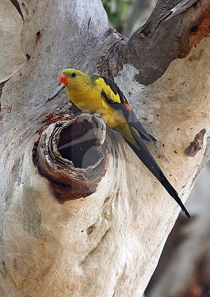 Regent Parrot (Polytelis anthopeplus) in Australia. stock-image by Agami/Andy & Gill Swash ,