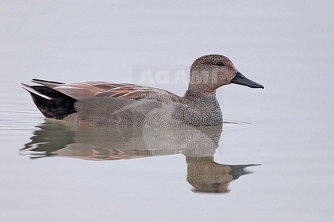 Krakeend; Gadwall; Anas strepera stock-image by Agami/Daniele Occhiato,