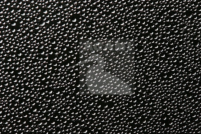 Condens op een raam, Condensation on a window stock-image by Agami/Menno van Duijn,