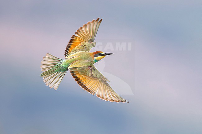 European Bee-eater, Merops apiaster, in Italy. stock-image by Agami/Daniele Occhiato,