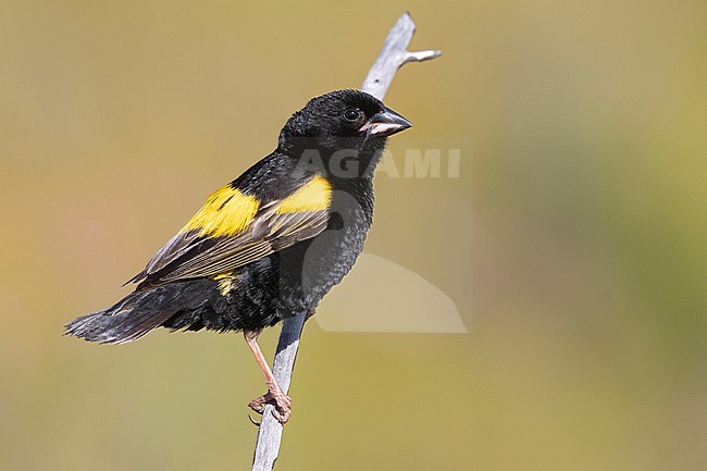 Yellow Bishop (Euplectes capensis), side view of an adult male in breeding plumage perched on a branch, Western Cape, South Africa stock-image by Agami/Saverio Gatto,
