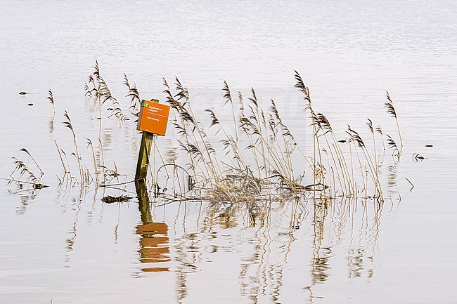 IJssel hoog water, IJssel high water stock-image by Agami/Eric Tempelaars,