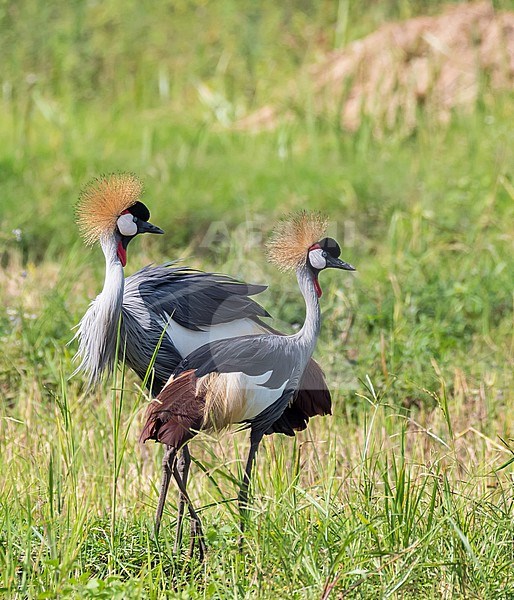 Pair of Grey Crowned-Cranes (Balearica regulorum) standing in a swamp in uganda. stock-image by Agami/Hans Germeraad,
