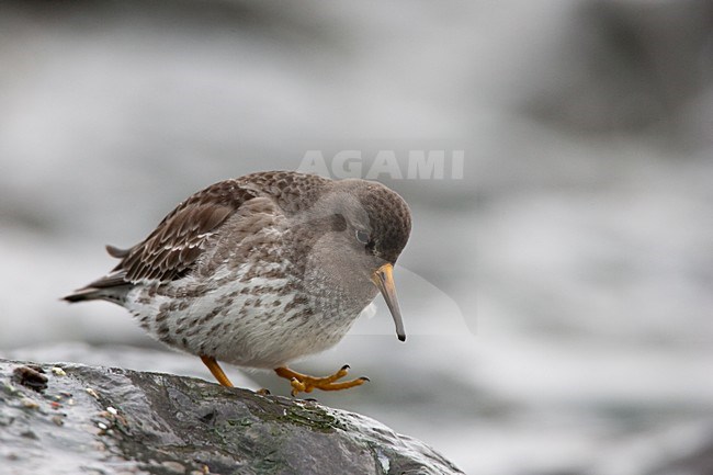 Eerste winter Paarse Strandloper; First winter Purple Sandpiper stock-image by Agami/Menno van Duijn,