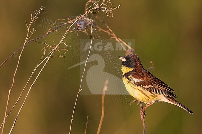 Adult male Yellow-breasted Bunting (Emberiza aureola aureola) in the Baikal in Russia. stock-image by Agami/Ralph Martin,