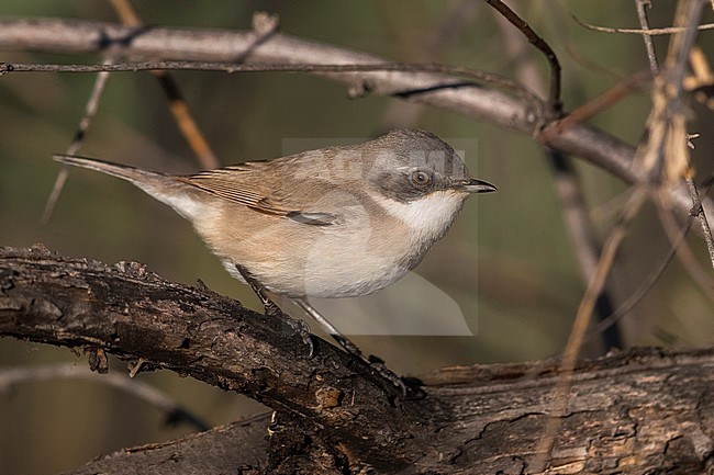 Braamsluiper, Lesser Whitethroat, Sylvia curruca stock-image by Agami/Daniele Occhiato,