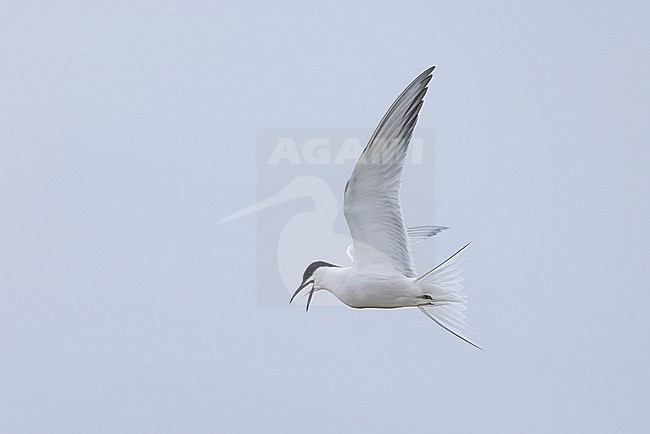 adult common tern (sterna hirundo) of subspecies longipennis, found at Buir Lake (Buir Nuur) in Dornod Aimag in Mongolia stock-image by Agami/Mathias Putze,