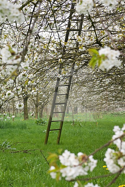 Fruitbomen in de Betuwe; Orchards in the Betuwe stock-image by Agami/Marc Guyt,