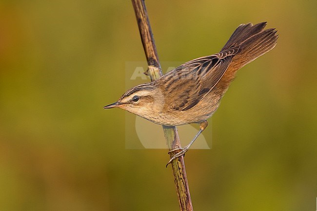 Sedge Warbler (Acrocephalus schoenobaenus) perched on a small branch in Italy. stock-image by Agami/Daniele Occhiato,