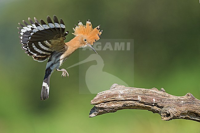 Eurasian Hoopoe (Upupa epops) in Italy stock-image by Agami/Alain Ghignone,