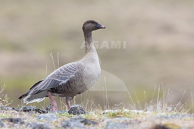 Pink-footed Goose (Anser brachyrhynchus), adult female standing on the ground, Northwestern Region, Iceland stock-image by Agami/Saverio Gatto,