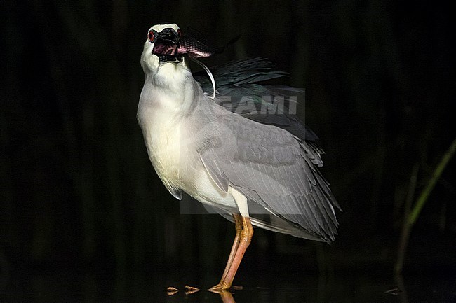 Kwak met gevangen vis in bek; Black-crowned Night Heron with caught fish in beak stock-image by Agami/Marc Guyt,