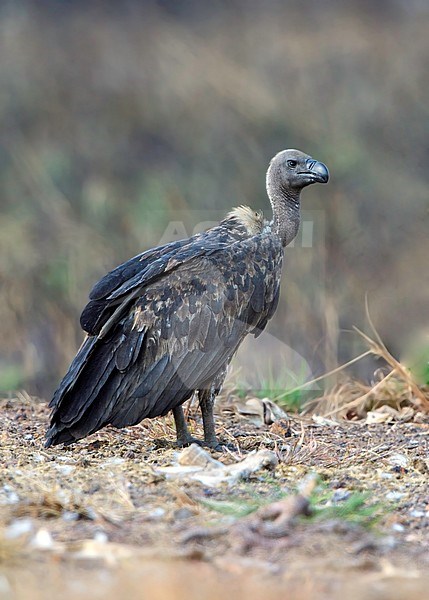 Bengaalse Gier, White-rumped Vulture, Gyps bengalensis stock-image by Agami/Dubi Shapiro,