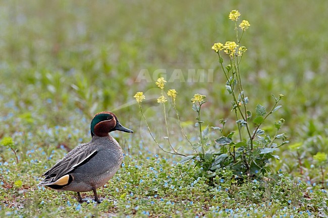 Wintertaling mannetje; Common Teal male stock-image by Agami/Daniele Occhiato,