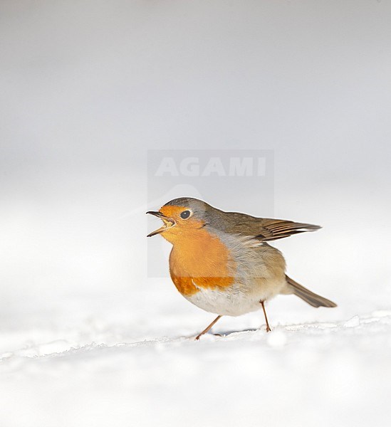 European Robin (Erithacus rubecula) wintering in Katwijk, Netherlands. Standing on the ground during a cold winter. stock-image by Agami/Marc Guyt,