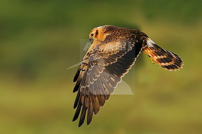 Wintering Montagu's Harrier (Circus pygargus) in India. stock-image by Agami/Clement Francis,