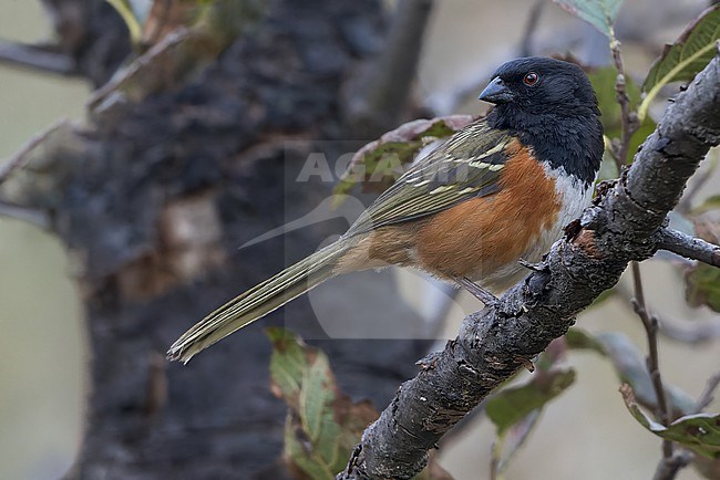 Spotted Towhee (Olive-backed) (Pipilo maculatus macronyx) in mexico stock-image by Agami/Dubi Shapiro,