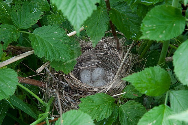 Nest of Blyth's Reed Warbler (Acrocephalus dumetorum) in raspberry bush, four eggs visible. stock-image by Agami/Kari Eischer,