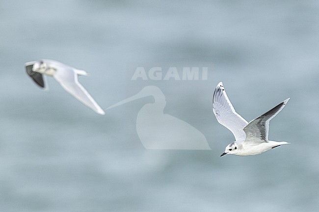  stock-image by Agami/Menno van Duijn,