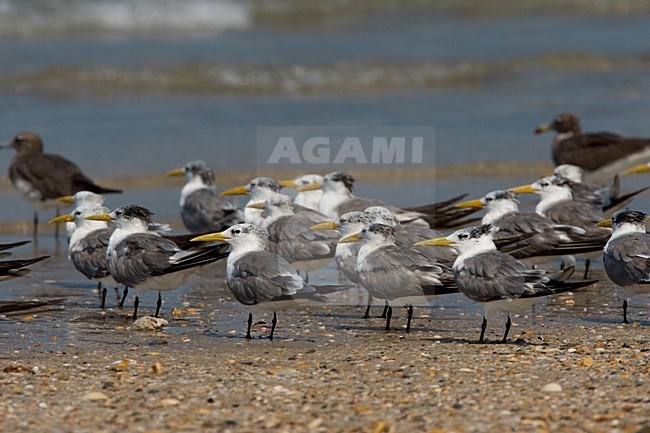 Grote Kuifstern in zit; Swift Tern in zit stock-image by Agami/Daniele Occhiato,