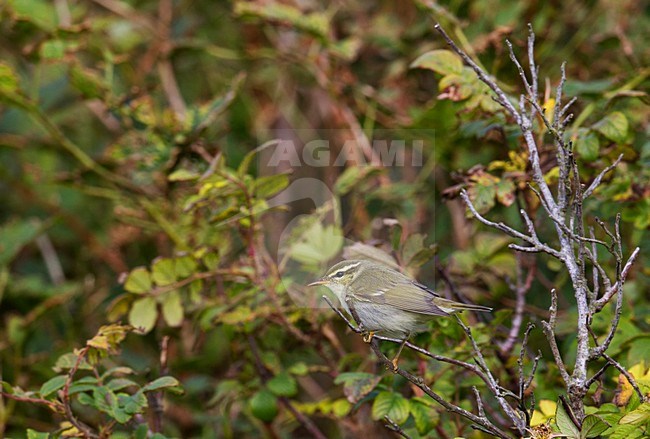 Arctic Warbler, Noordse Boszanger, Phylloscopus borealis stock-image by Agami/Hugh Harrop,