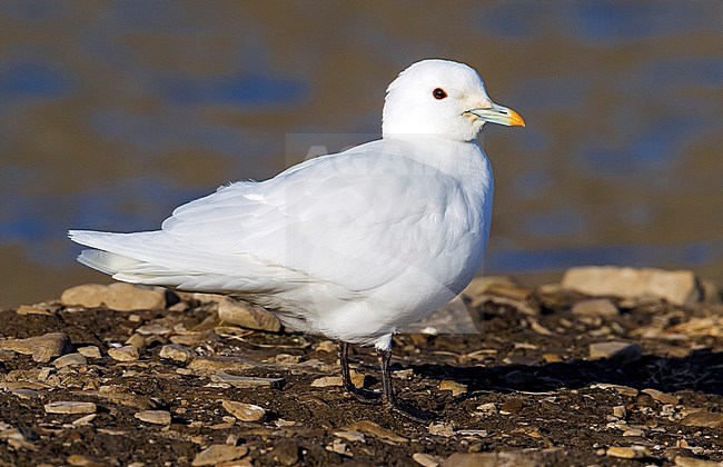 Adult Ivory Gull on a swamp area of Longyearbyen, Svalbard. stock-image by Agami/Vincent Legrand,