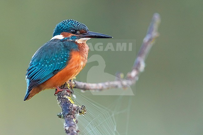 Common Kingfisher, Alcedo atthis, perched in Italy. stock-image by Agami/Daniele Occhiato,