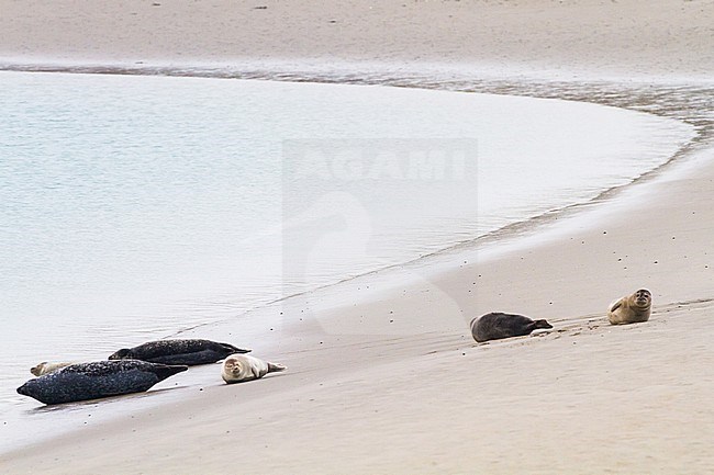 Common Seal, Phoca vitulina group resting on a beach inside a harhour. Pack of adult and immature animals lying on tide shoreline. stock-image by Agami/Menno van Duijn,