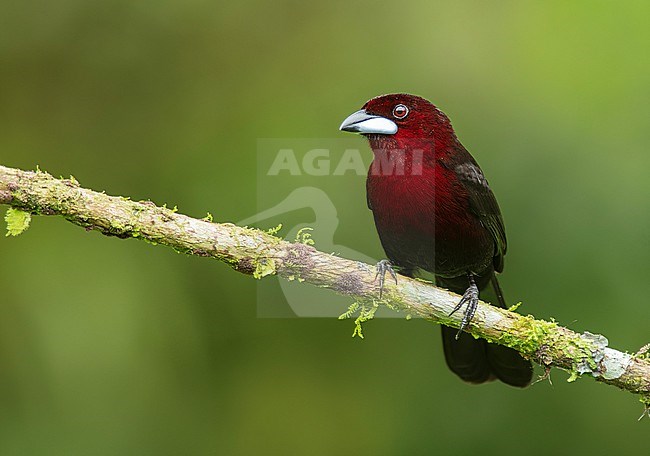 A male Silver-beaked Tanager (Ramphocelus carbo connectens) (subspecies) perched on a branch in Cusco, Peru, South-America. stock-image by Agami/Steve Sánchez,