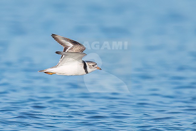 Adult breeding
Galveston Co., TX
April 2023 stock-image by Agami/Brian E Small,